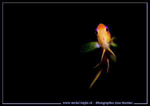 Face to Face with this little Red Damsel Fish in Marsa Sh... by Michel Lonfat 